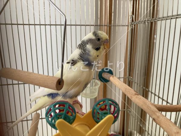保護鳥の写真