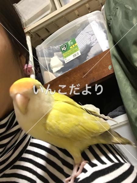 迷い鳥の写真
