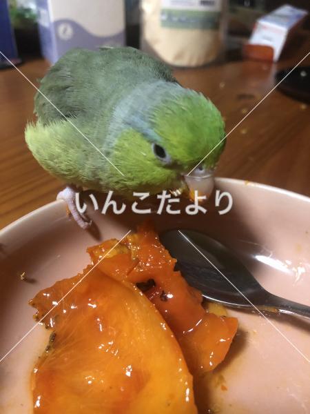 迷い鳥の写真