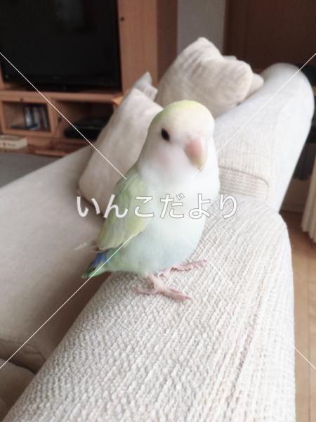 迷い鳥の写真