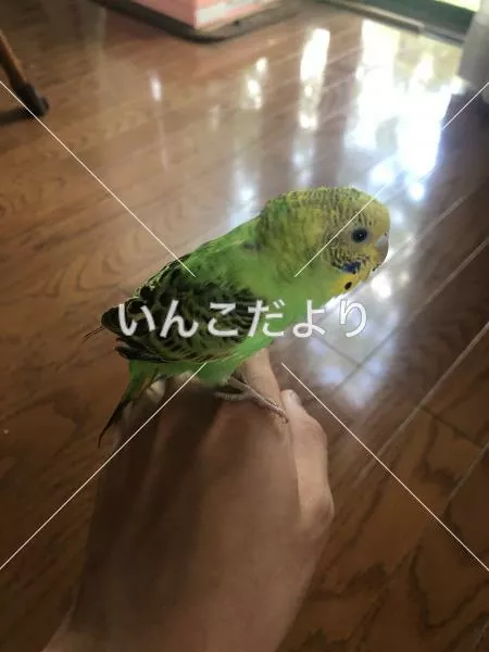 保護鳥の写真