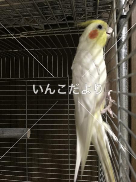 迷い鳥の写真