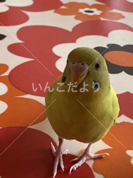 迷い鳥の写真