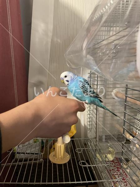 迷い鳥の写真