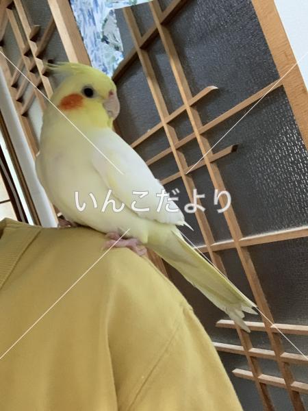 迷い鳥の写真