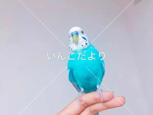保護鳥の写真