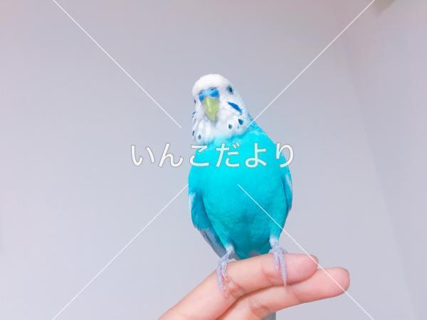 保護鳥の写真