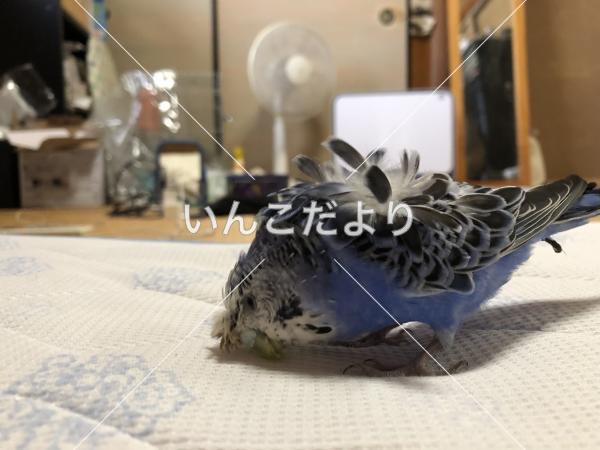 迷い鳥の写真