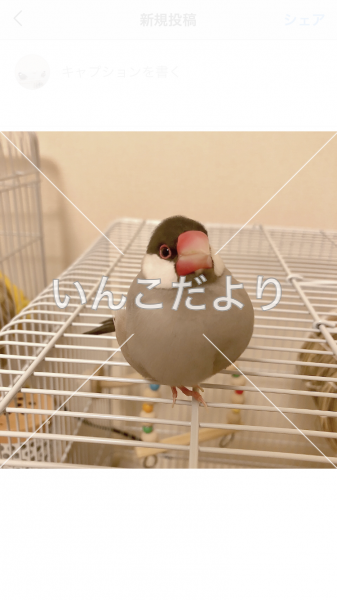 迷い鳥の写真
