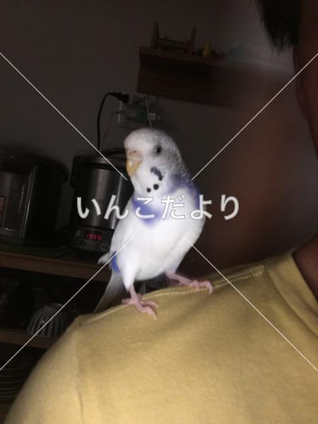 迷い鳥の写真