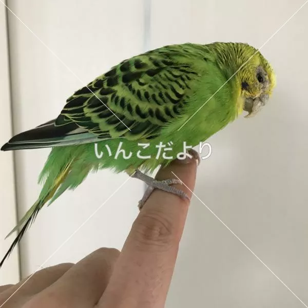 保護鳥の写真