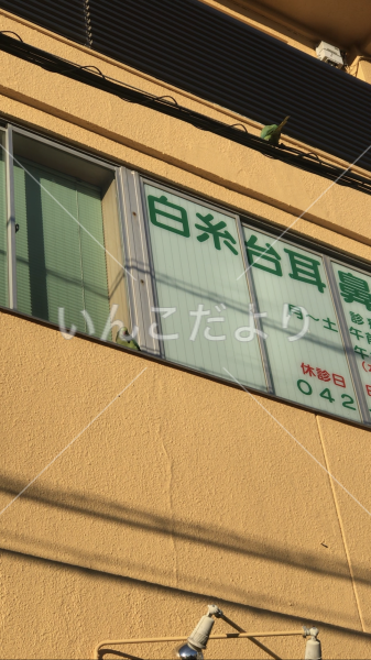 保護鳥の写真