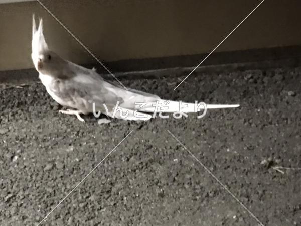 保護鳥の写真
