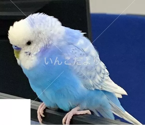 保護鳥の写真