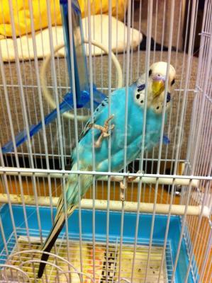 保護鳥の写真