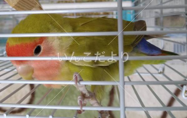 保護鳥の写真