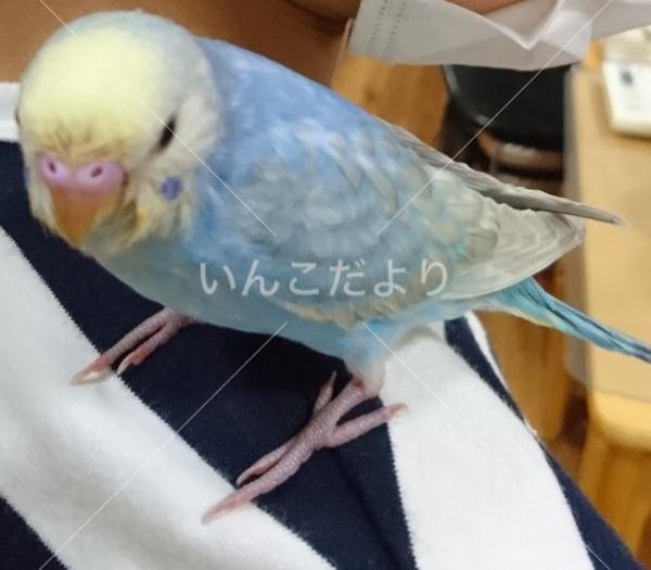迷い鳥の写真