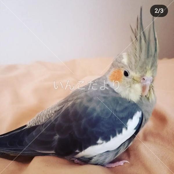 迷い鳥の写真