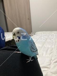 迷い鳥の写真