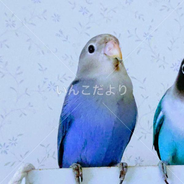迷い鳥の写真