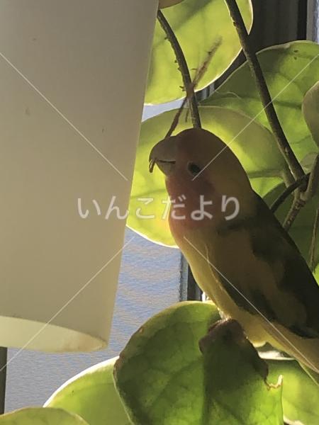 迷い鳥の写真