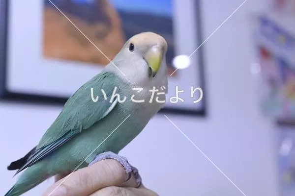 保護鳥の写真