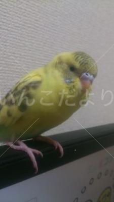 迷い鳥の写真