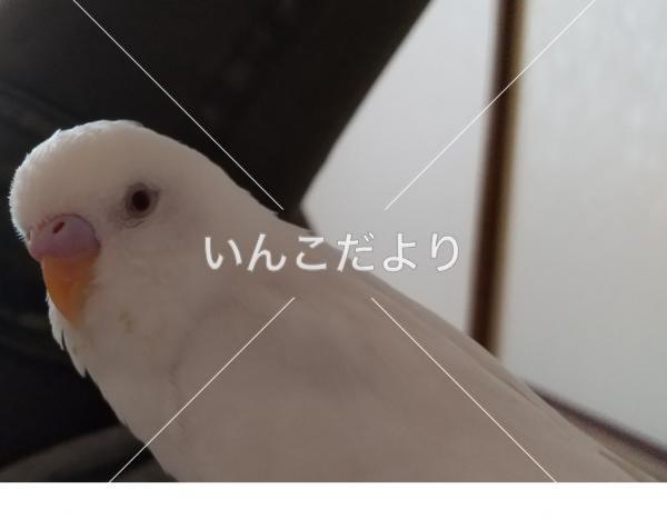 迷い鳥の写真
