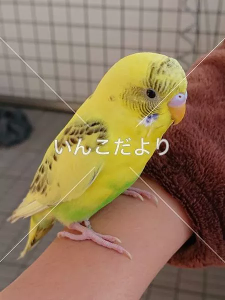 保護鳥の写真