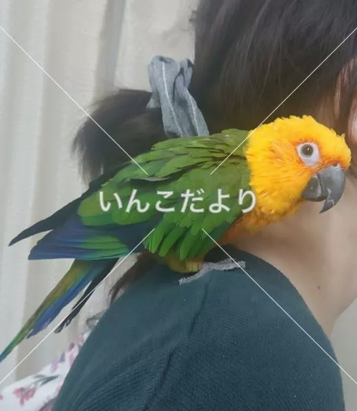 迷い鳥の写真