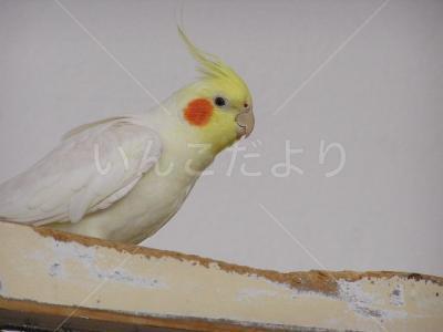 迷い鳥の写真