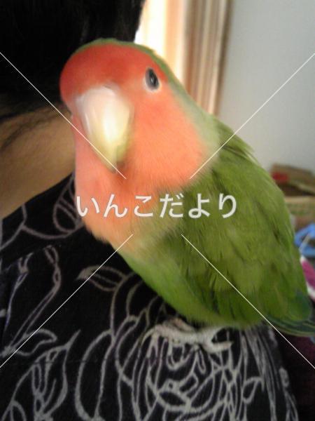 迷い鳥の写真