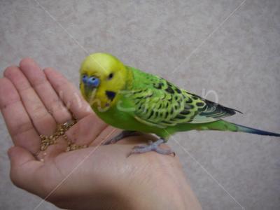 保護鳥の写真
