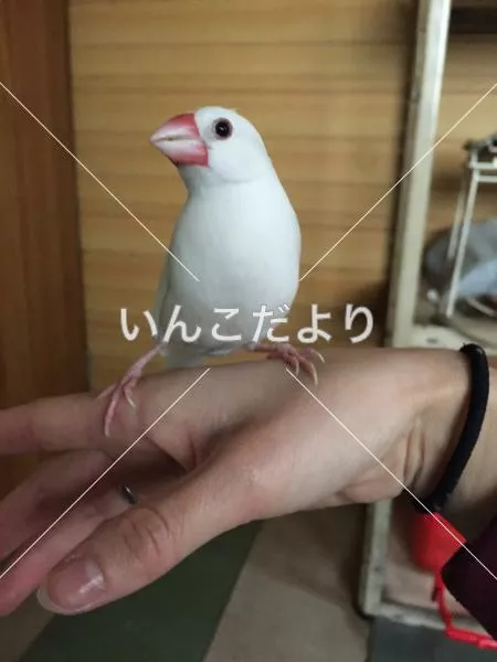 保護鳥の写真