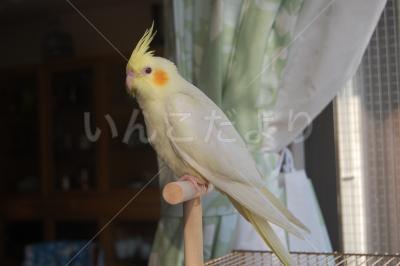 迷い鳥の写真