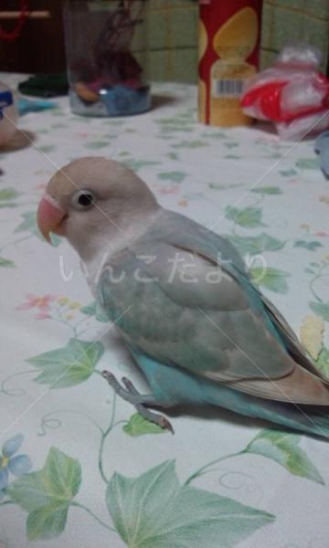 迷い鳥の写真