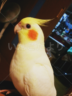 迷い鳥の写真