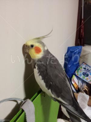 迷い鳥の写真