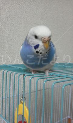 迷い鳥の写真