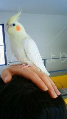 迷い鳥の写真