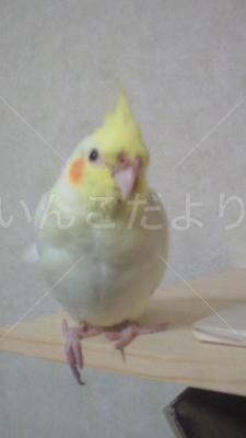 迷い鳥の写真