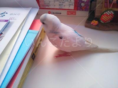 迷い鳥の写真