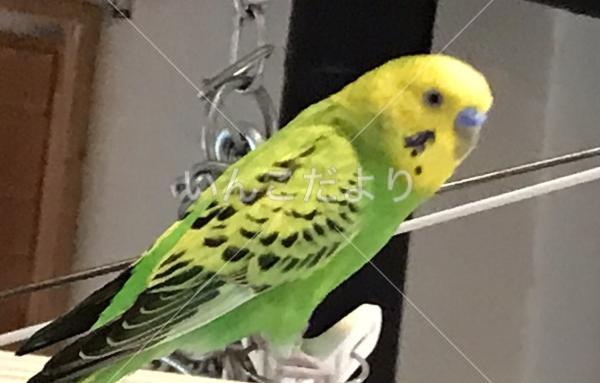 迷い鳥の写真