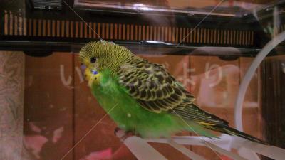 保護鳥の写真