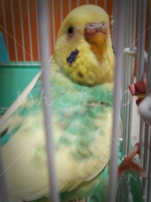 保護鳥の写真