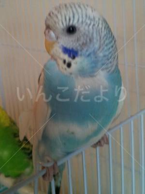 保護鳥の写真