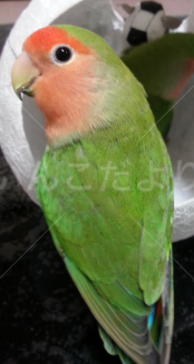 迷い鳥の写真