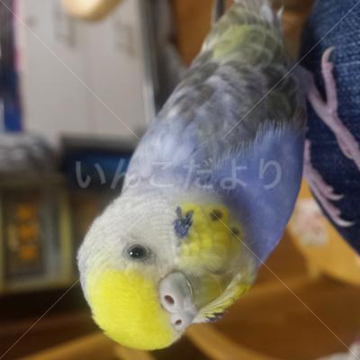 迷い鳥の写真