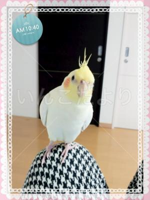 迷い鳥の写真