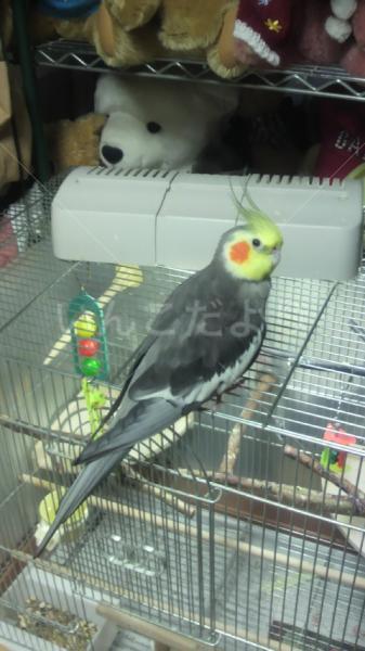 迷い鳥の写真